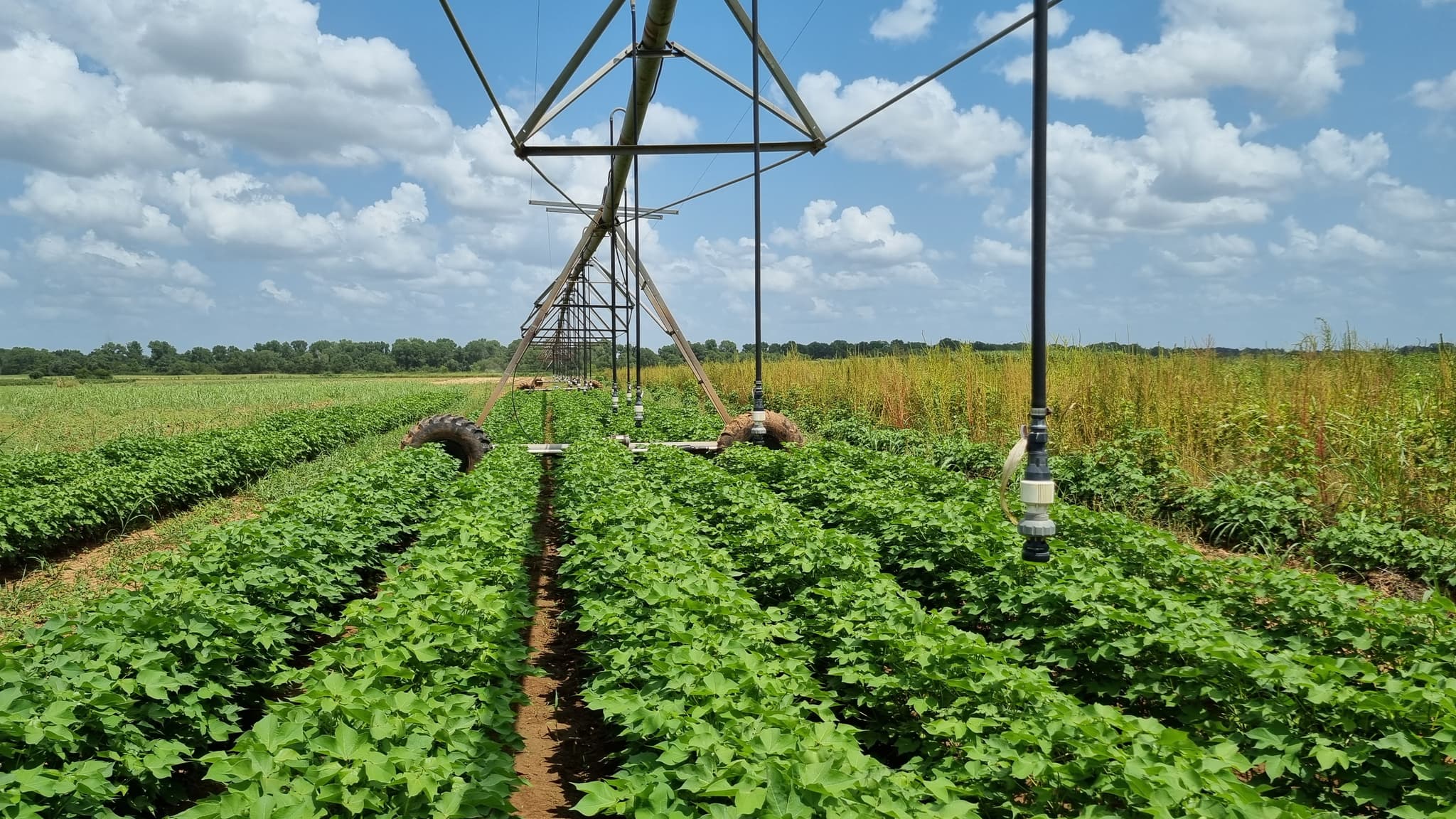 Crop rows under an irrigation pivot with weed detection sensors