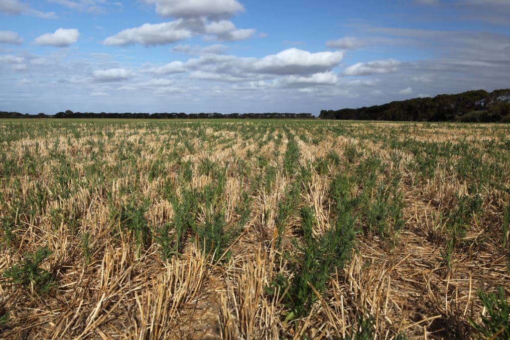 Weeds growing through crop stubble in a harvested field